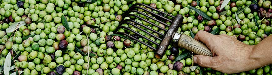 Vente au détail d'olives vertes, d'olives noires, ...